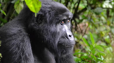 visit bwindi