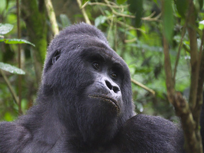 Fascinating Facts About Bwindi