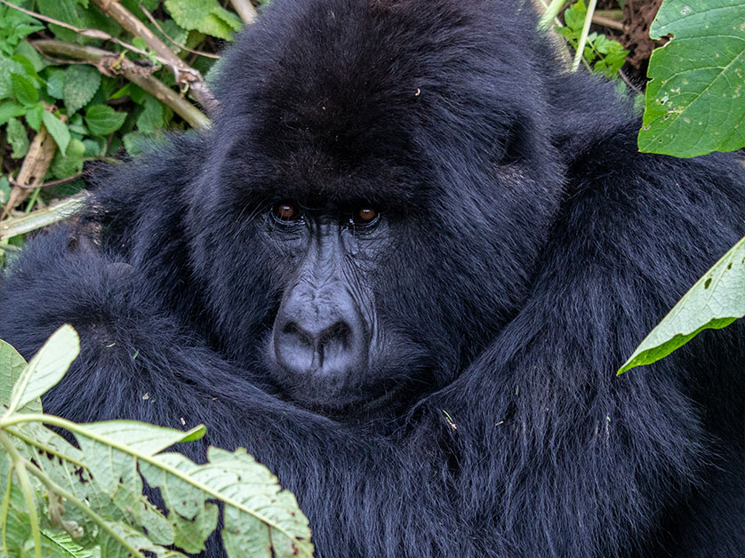 Gorilla Families Bwindi