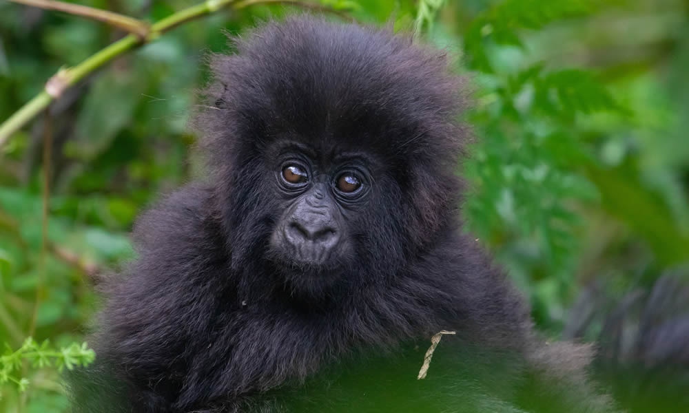 Buhoma Sector Gorilla Group