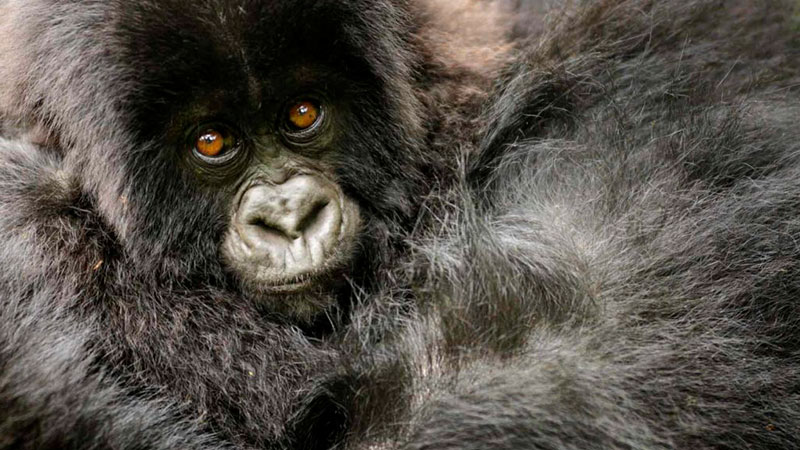 How Many Gorillas Are In Bwindi