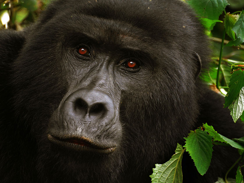 Which Month In Bwindi Has Discounted Gorilla Permits