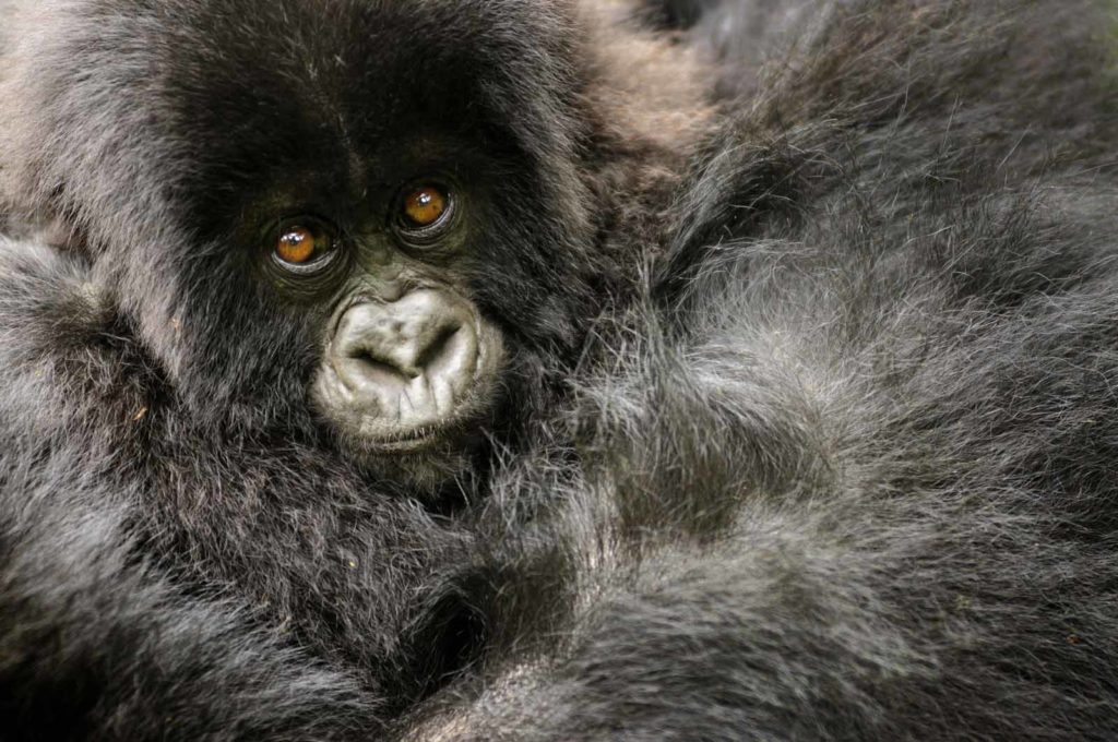 Plan Nkuringo Gorilla Habituation