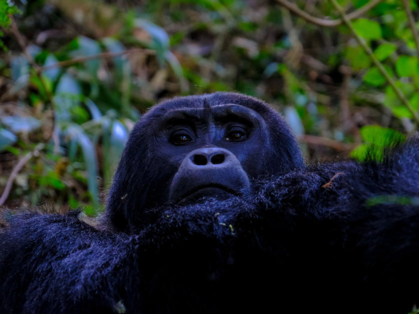 Why Visit Uganda For Gorilla Tracking